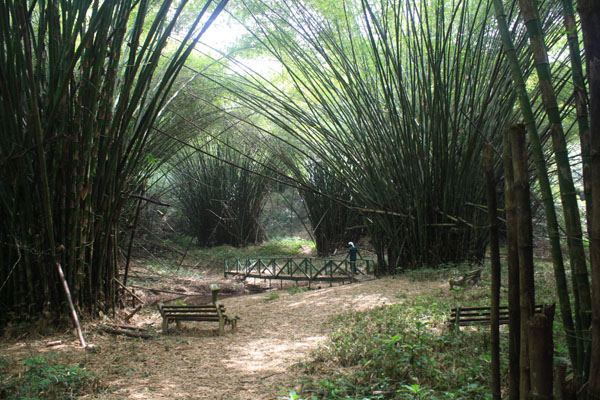 Bamboo Chathedral